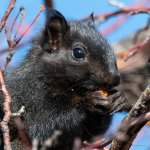 SquirrelCherry-301.jpg