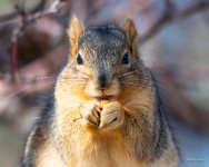 SquirrelCherry-302.jpg
