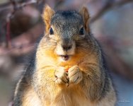 SquirrelCherry-303.jpg