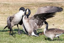 GooseFight-330.jpg