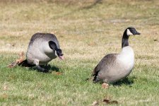 GooseFight-331.jpg