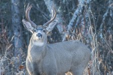 Muly Buck 16.jpg