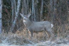 Muly Buck 17.jpg