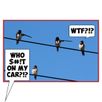 wtf.png