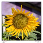 sunflower-1.jpg