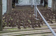 Lots of Birds.jpg