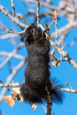 Squirrel-355.jpg