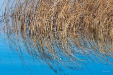 AbstractGrass-300.jpg