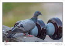 tamron-test-birds-4.jpg
