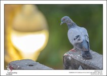 tamron-test-birds-5.jpg