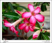 red-blossoms-1.jpg
