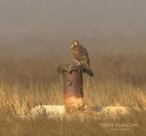 Golden Eagle 2 N 500_7267.jpg