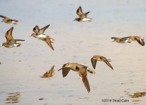 Dowitcher BIF N 500_7136.jpg