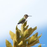 Hummingbird N 500_7151.jpg