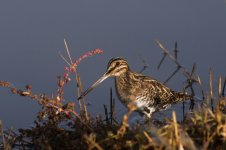 snipe N 500_7276.jpg