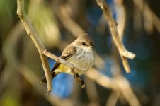 v flycatcher N 500_7488.jpg