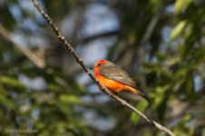 v flycatcher male N 500_7558.jpg