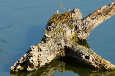 sandpiper N 500_7597.jpg