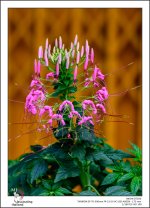 blossoms-in-the-wind-1-2.jpg