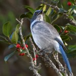 Jay6.JPG