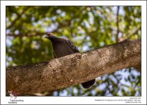 bird-up-high-1.jpg