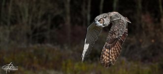 Great-Horned-Owl-_01.jpg