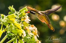 DSC_9515.jpg
