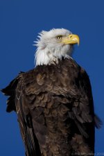 20181122 D500 Lucy at HWR-.jpg