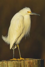DSC_3698.jpg
