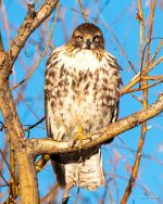 RedTail-360.jpg