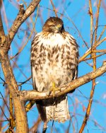 RedTail-361.jpg