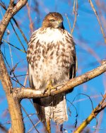 RedTail-362.jpg