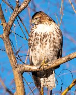 RedTail-363.jpg