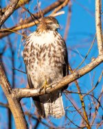 RedTail-365.jpg