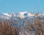 FrontRangeTrees-300.jpg