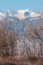 FrontRangeTrees-301.jpg