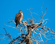 RedTail-370.jpg