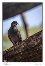 bird-on-a-tree-1.jpg