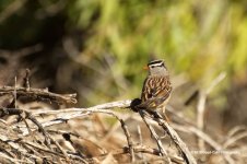 WC Sparrow N 500_7991.jpg