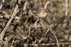 Bushtit N 500_7948.jpg