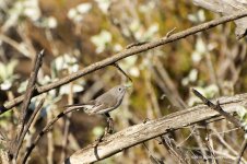 wren N 500_7969.jpg