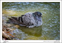 bird-water-1.jpg
