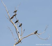 Starlings N 500_7902.jpg