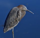 _ROY6546_02.jpg