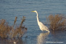 egret N 500_7733.jpg