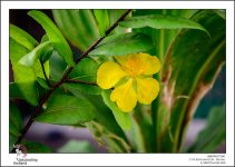yellow-1.jpg