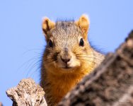 Squirrel-345.jpg