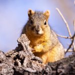 Squirrel-346.jpg