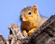 Squirrel-347.jpg