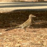 Road Runner N 500_7926.jpg